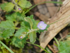 Veronica calycina