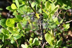 Leucorrhinia dubia