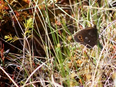 Erebia embla