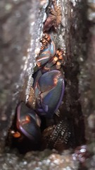 Petrolisthes violaceus