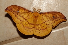 Syntherata