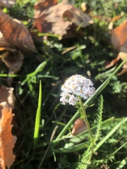Achillea millefolium