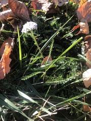 Achillea millefolium