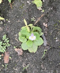 Mazus pumilus