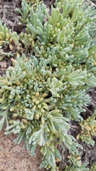 Nolana crassulifolia