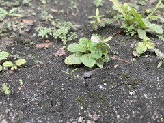 Mazus pumilus