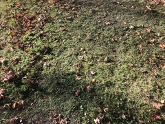 Achillea millefolium