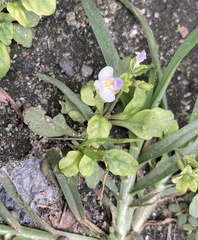 Mazus pumilus