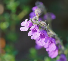 Prostanthera hirtula