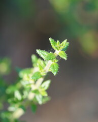 Prostanthera hirtula