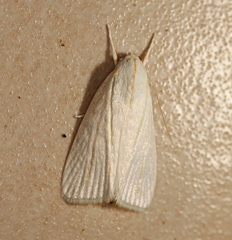 Cryptophasa flavolineata
