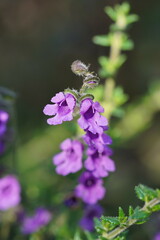 Prostanthera hirtula