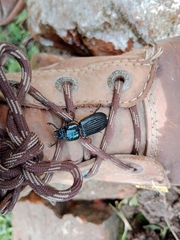 Passalus