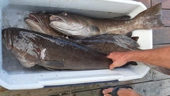 Mycteroperca microlepis