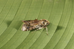Accinctapubes apicalis