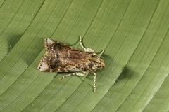Accinctapubes apicalis