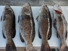 Mycteroperca microlepis