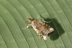 Accinctapubes apicalis