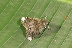 Accinctapubes apicalis