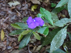 Brunfelsia