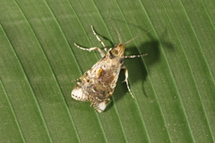 Accinctapubes apicalis