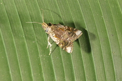 Accinctapubes apicalis