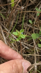 Polygala polifolia