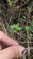 Polygala polifolia