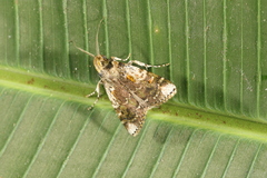 Accinctapubes apicalis
