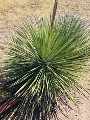 Yucca elata