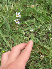 Sisyrinchium chilense