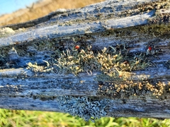 Cladonia macilenta