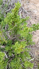 Ophryosporus triangularis