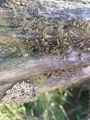 Cladonia macilenta