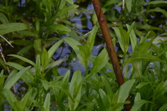 Myosotis laxa