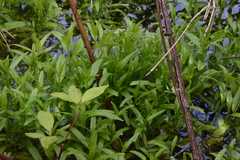 Myosotis laxa