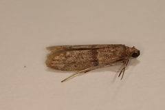 Cadra reniformis