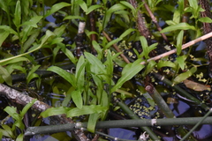 Myosotis laxa