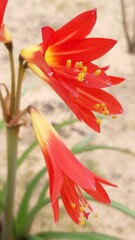 Zephyranthes phycelloides