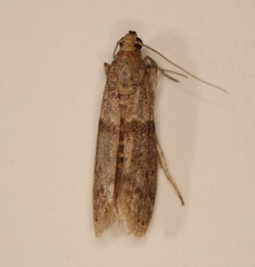 Cadra reniformis