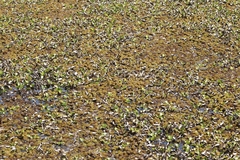 Schistocerca flavofasciata