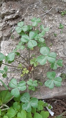 Oxalis megalorrhiza
