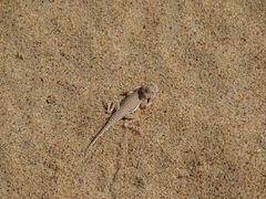 Phrynocephalus interscapularis