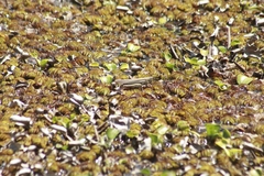 Schistocerca flavofasciata