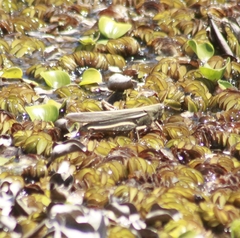 Schistocerca flavofasciata