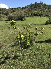 Daphnopsis racemosa