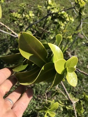 Daphnopsis racemosa
