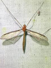 Tipula sayi