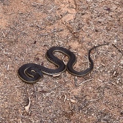Thamnophis hammondii
