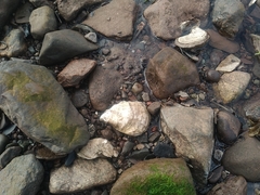 Crassostrea virginica